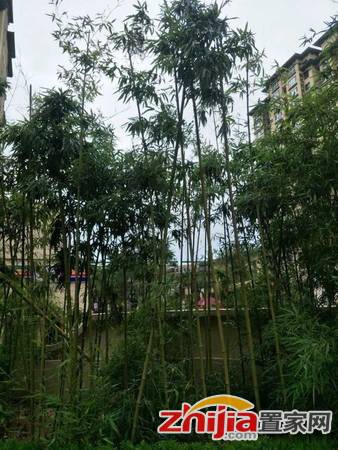 铂宫时代+电梯两室+单价总价低+捡漏速来+想要的人多提前联系