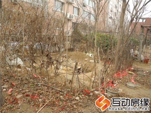 公共绿地上的菜窖