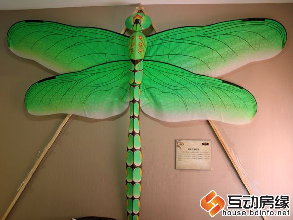 色彩明亮的蜻蜓