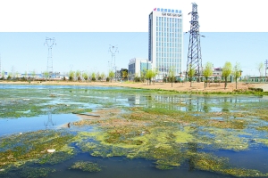 乱成一锅粥的水藻，给美丽的北湖风光添堵！