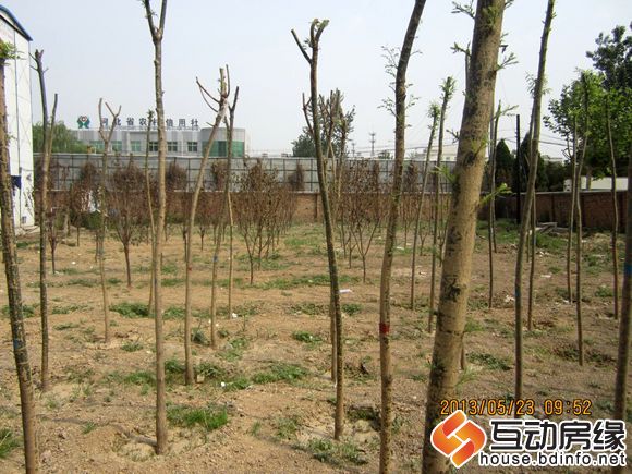 图为为东区将来的景观区提前预备的大、小乔木