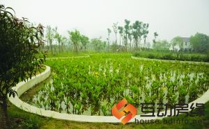 ’郁郁葱葱的水生植物‘