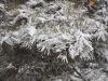 雪中柏树
