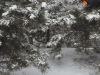 雪景