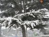 大雪压青松