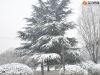 雪中苍柏