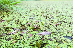 保定市北湖水系浮萍泛滥 景观河道变成