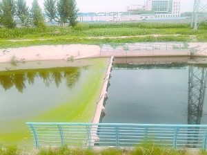 保定北湖西侧水质被污染 污水或将流入白洋淀