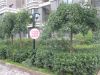 荣域铂庭 小区绿色植被