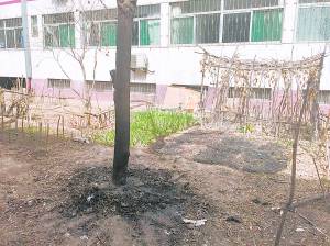 保定一小区业主私占小区绿地