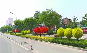保定东风路绿植要“出彩” 景观大道5月呈现