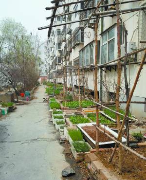 楼后通道变身菜园子 保定社区消防通道被占用