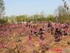 荣盛物业千人业主“畅游梨乡共享梨园春”活动——桃花林鉴赏
