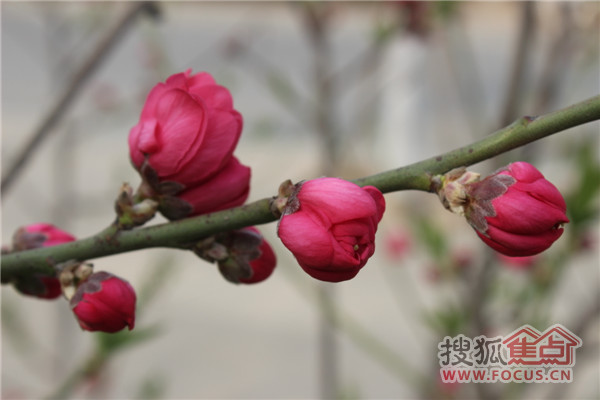 含苞待放的花朵就在恒丰蓝波湾