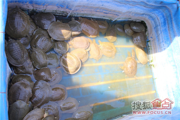 衡水市闾里•琴瑟园客栈在衡水湖马拉松广场举行“生态开湖 文化启航”甲午马年衡水湖开湖仪式