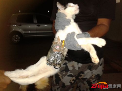 猫咪携带手机勇闯巴西监狱救主