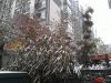 雪后翠竹