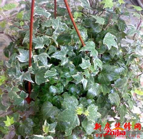 用什么植物除甲醛最好 十大去甲醛植物推荐 