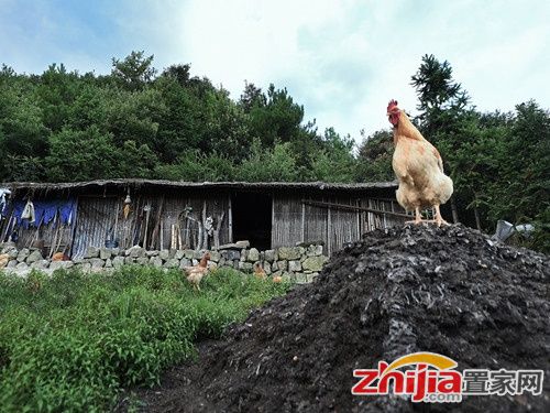 浙江新昌版“爱情天梯”:相差31岁 老夫少妻隐居深山