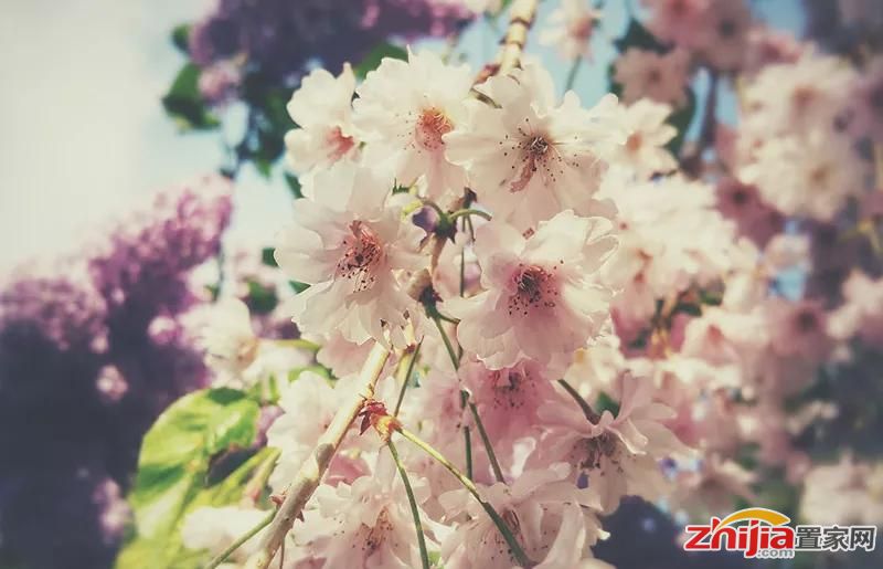 桃园里,等着你
