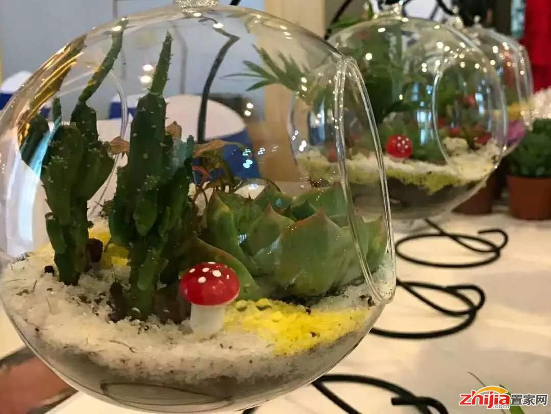 铂宫绿色时光 微景观绿植DIY,清新夏日!