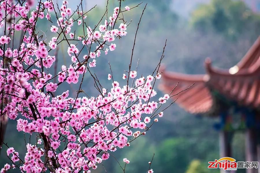 古有桃花源,今有桃园里。